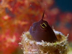 Small Blenny.
Canon S100, Epoque Macro lens by Yoav Lavi 